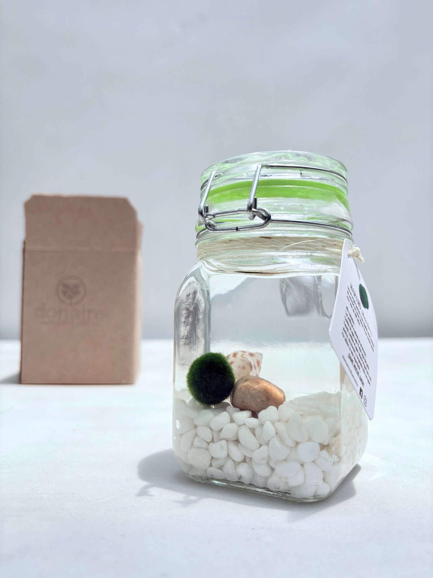 Marimo "Moss Ball" Grande - DONAIRE