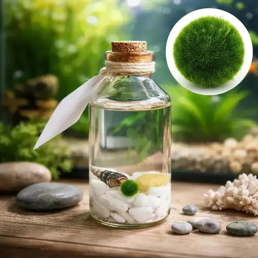 Marimo "Moss Ball" Mini