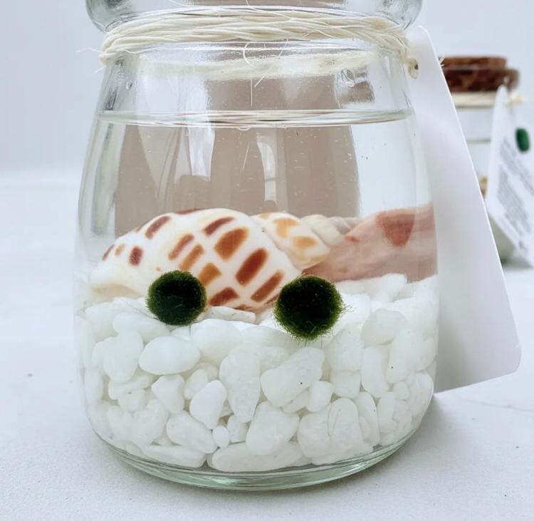 Marimo "Moss Ball" Pequeño Doble