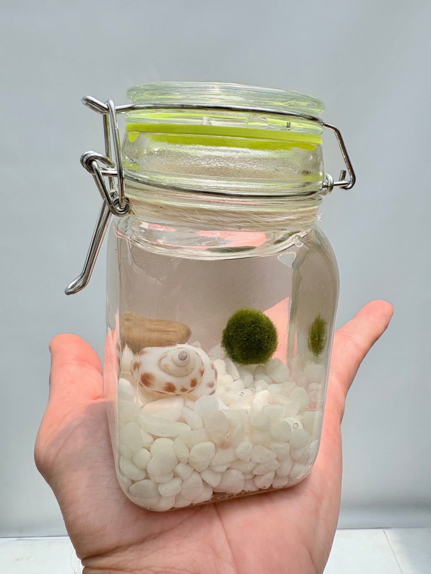 Marimo "Moss Ball" Grande