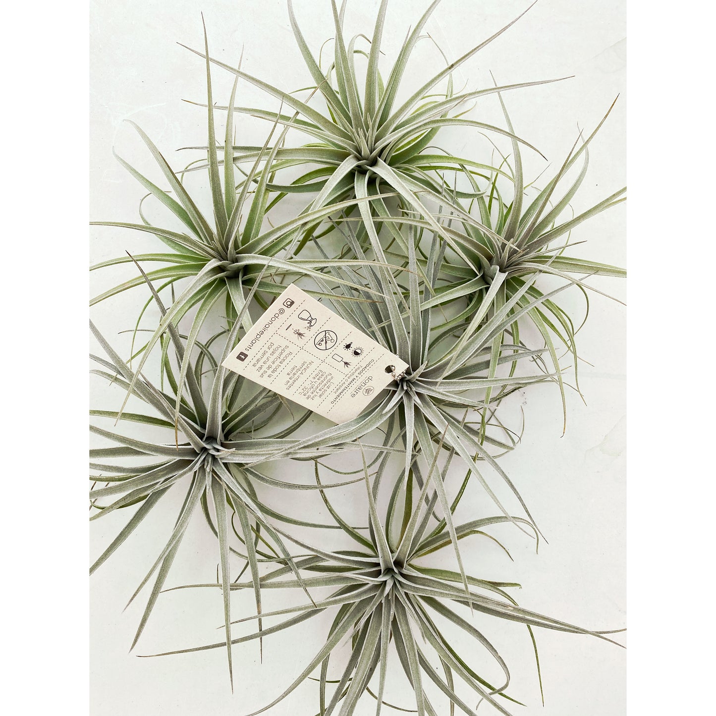 Tillandsia pohliana