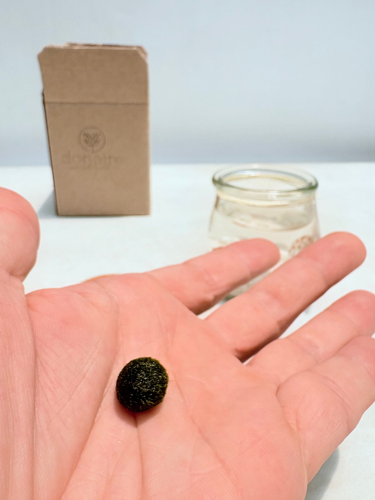 Marimo "Moss Ball" Mediano