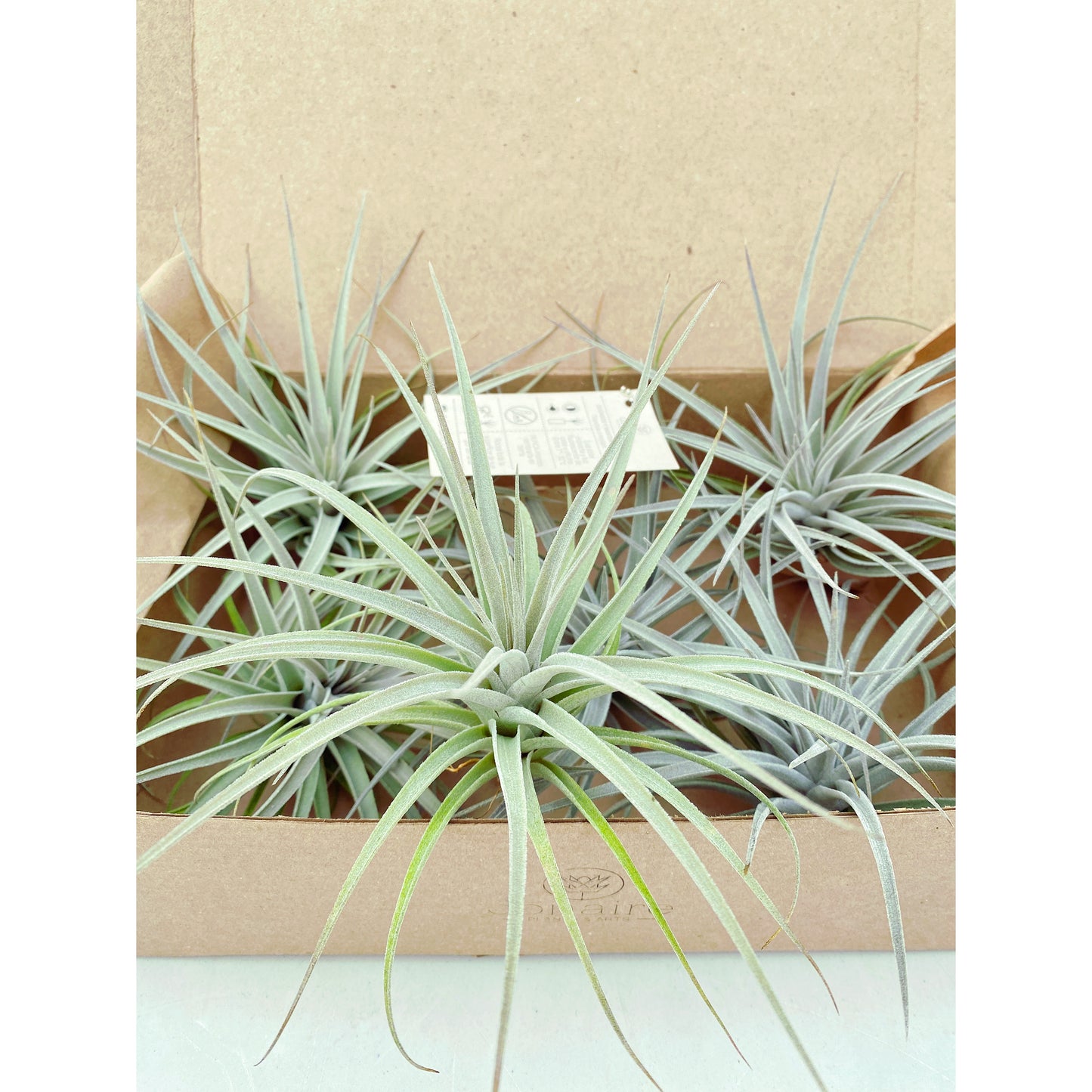 Tillandsia pohliana