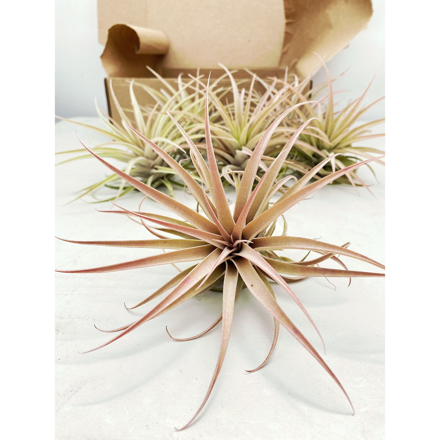Tillandsia capitata var. Salmón