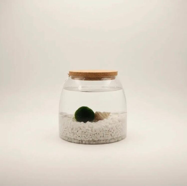 Marimo "Moss Ball" Gigante