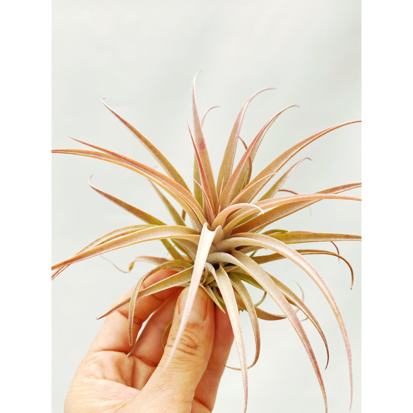 Tillandsia capitata var. Salmón