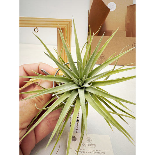 T.plagiotropica + Cuadrado Pequeño