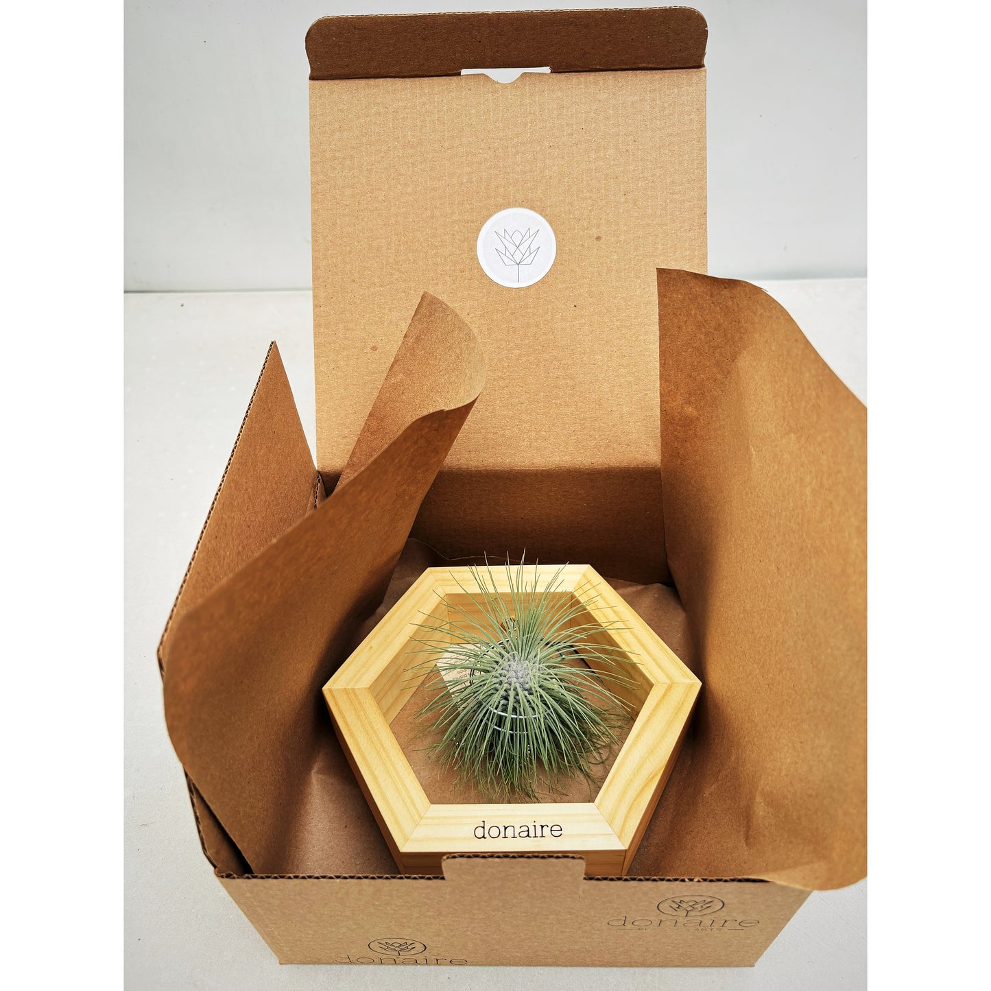 T. fuchsii + Hexágono Pequeño