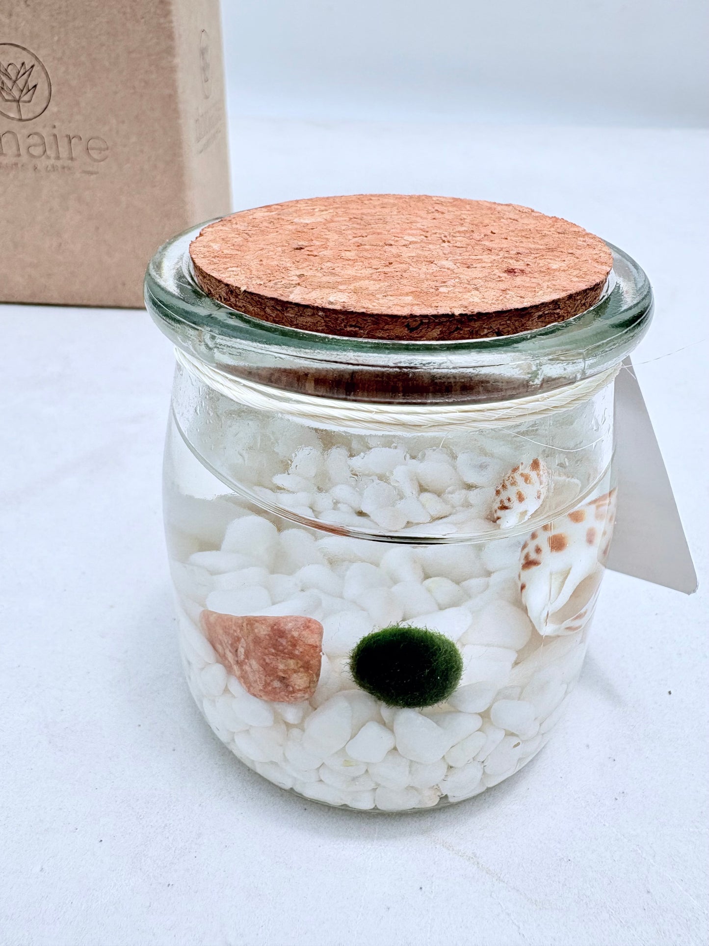 Marimo "Moss Ball" Mediano