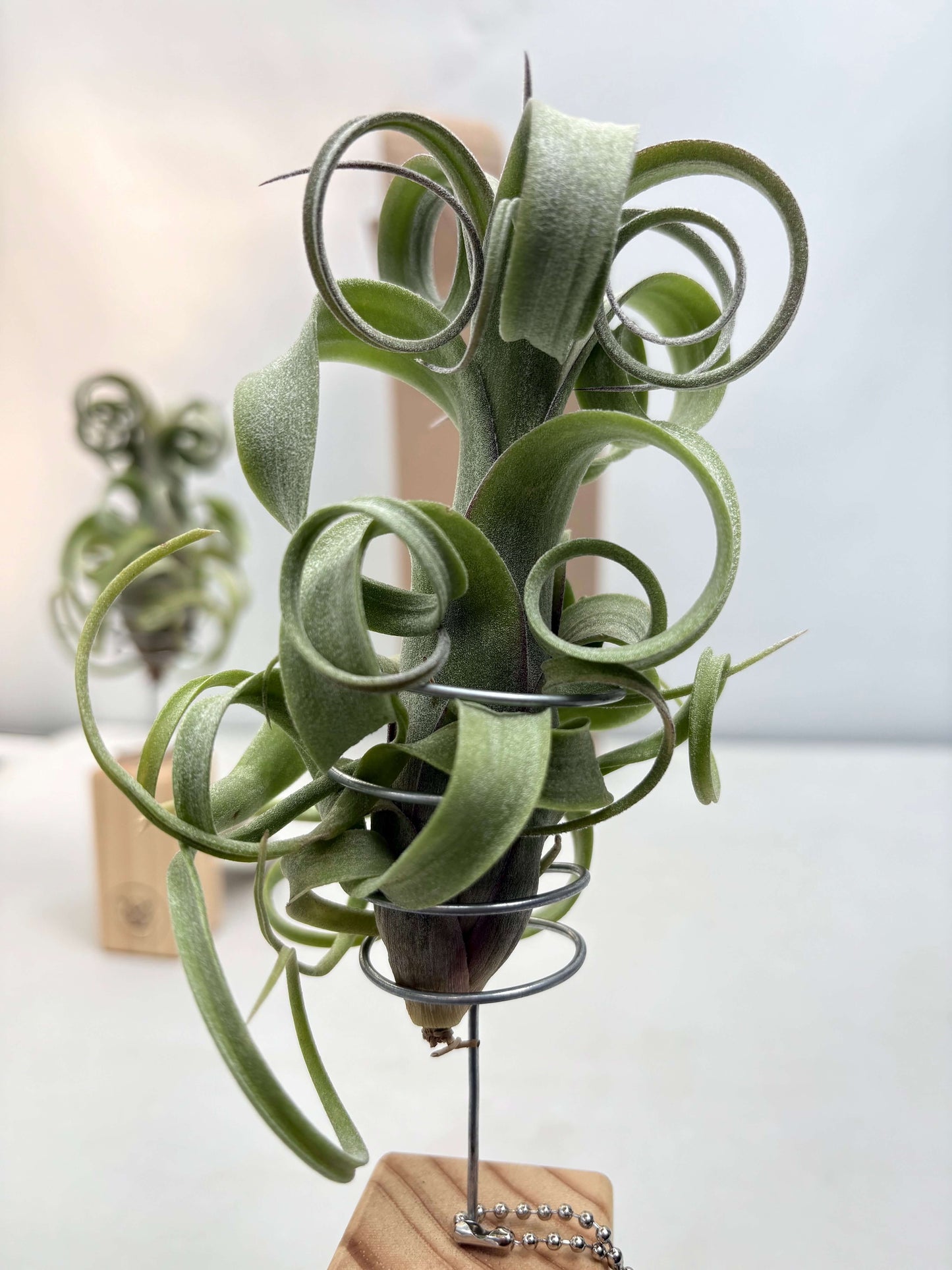 T. curly slim + Mini Pedestal - DONAIRE