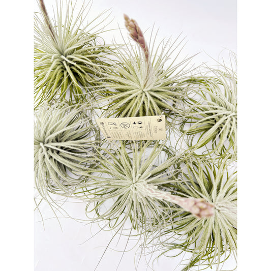 Tillandsia tectorum