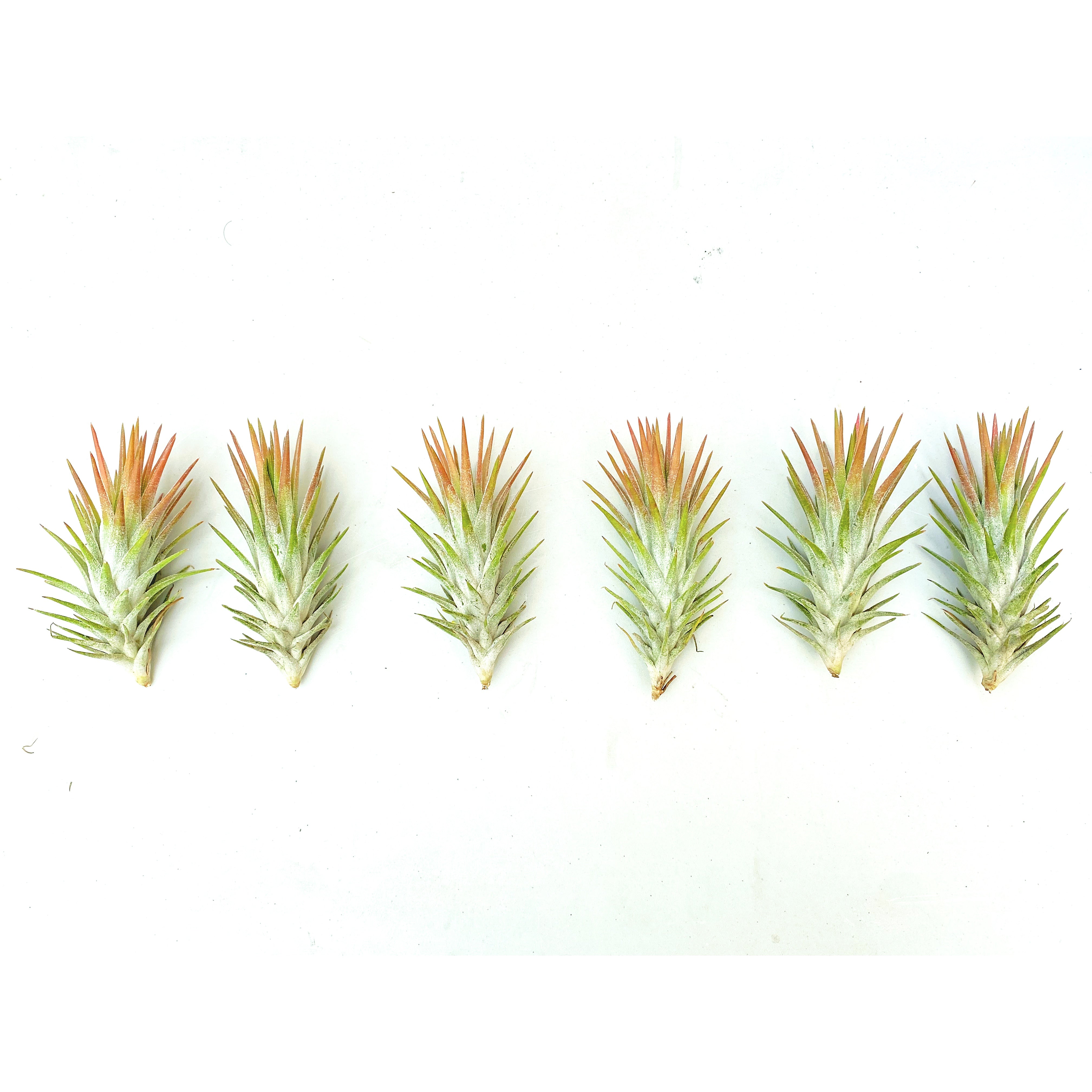Verpakking met 2 luchtplanten, groen rood, kit Tillandsia Ionantha, luchtplanten of kruiders uit de lucht Verpakking met 2 luchtplanten, groen rood, kit Tillandsia Ionantha, luchtplanten of kruiders uit de lucht