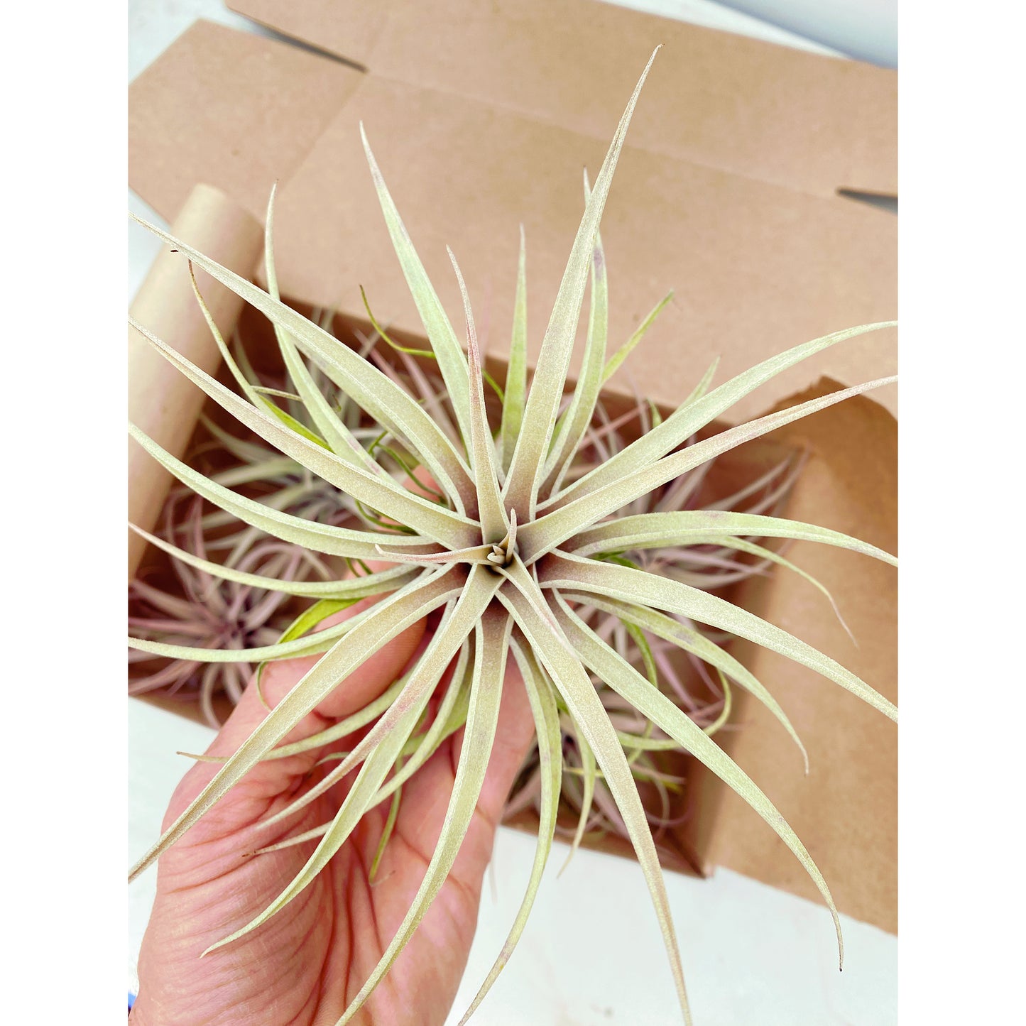 Tillandsia capitata var. Salmón