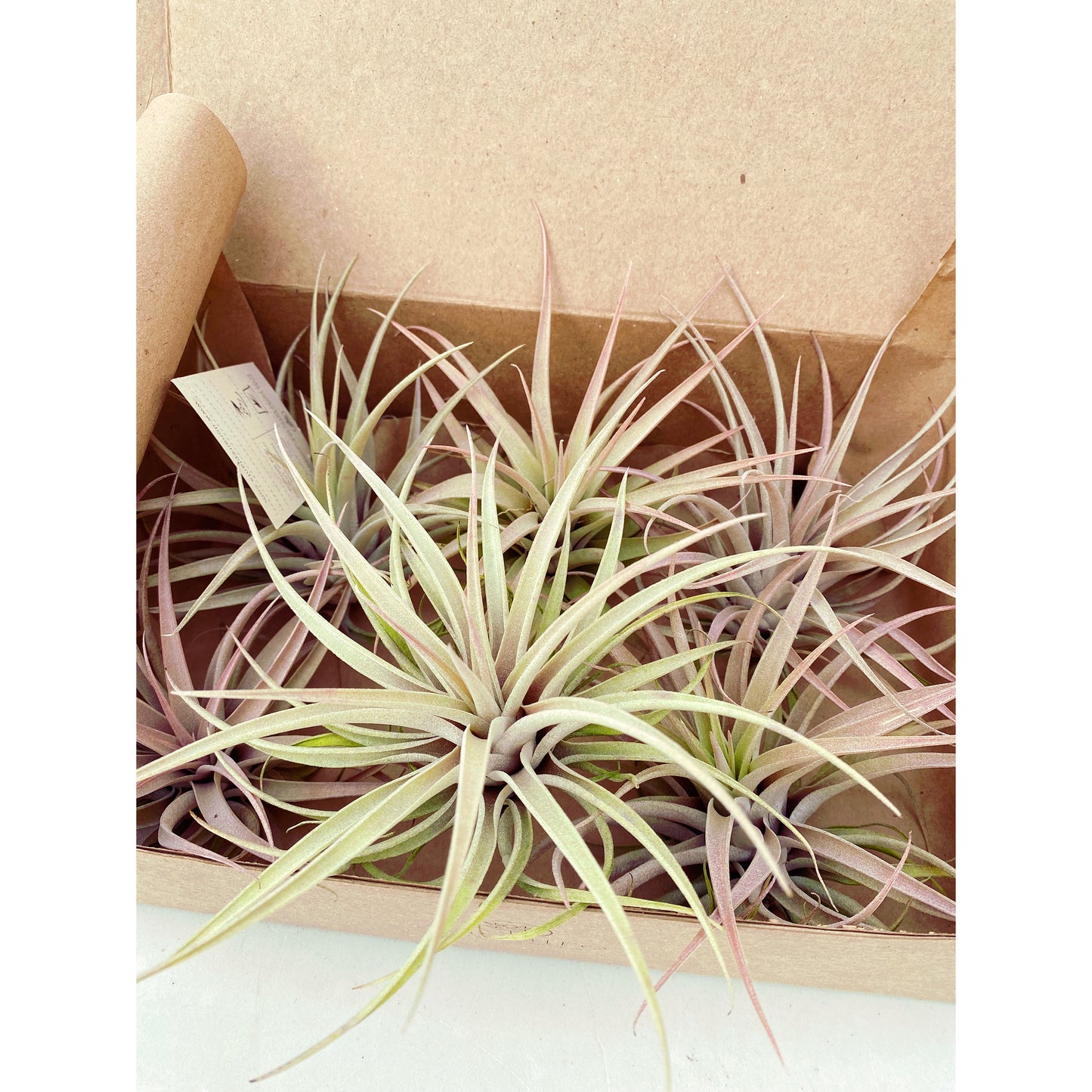 Tillandsia capitata var. Salmón