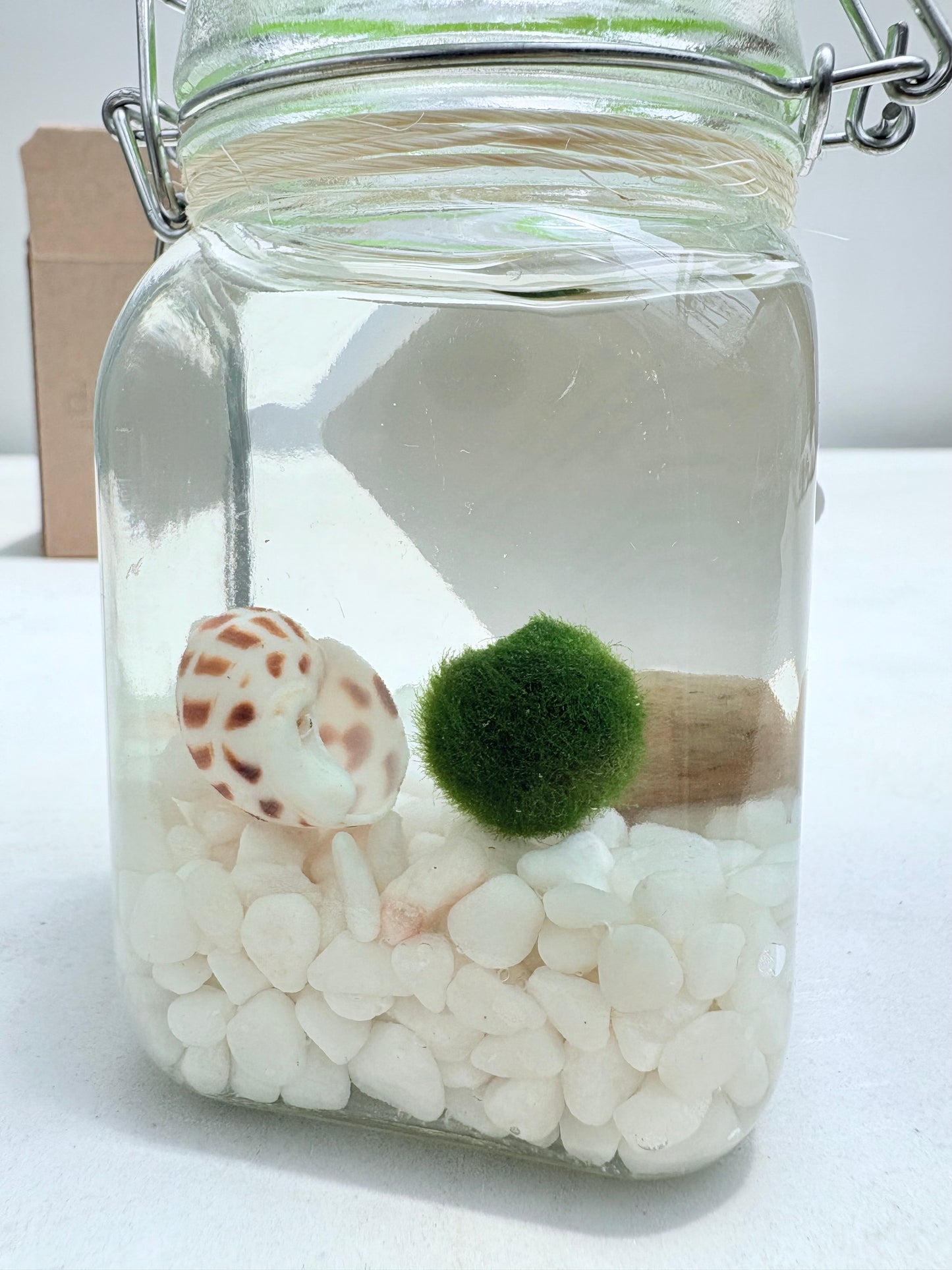 Marimo "Moss Ball" Grande