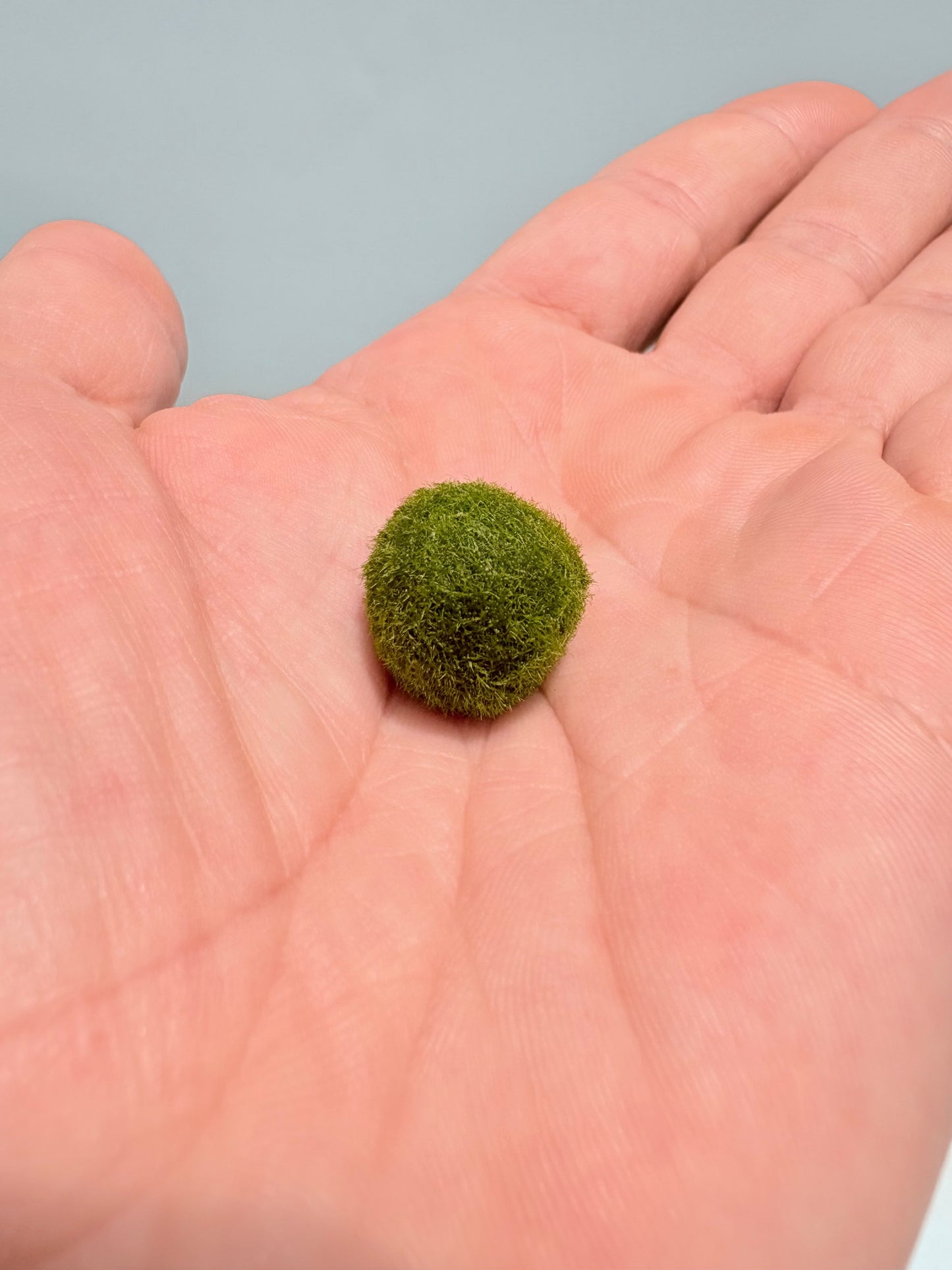 Marimo "Moss Ball" Grande