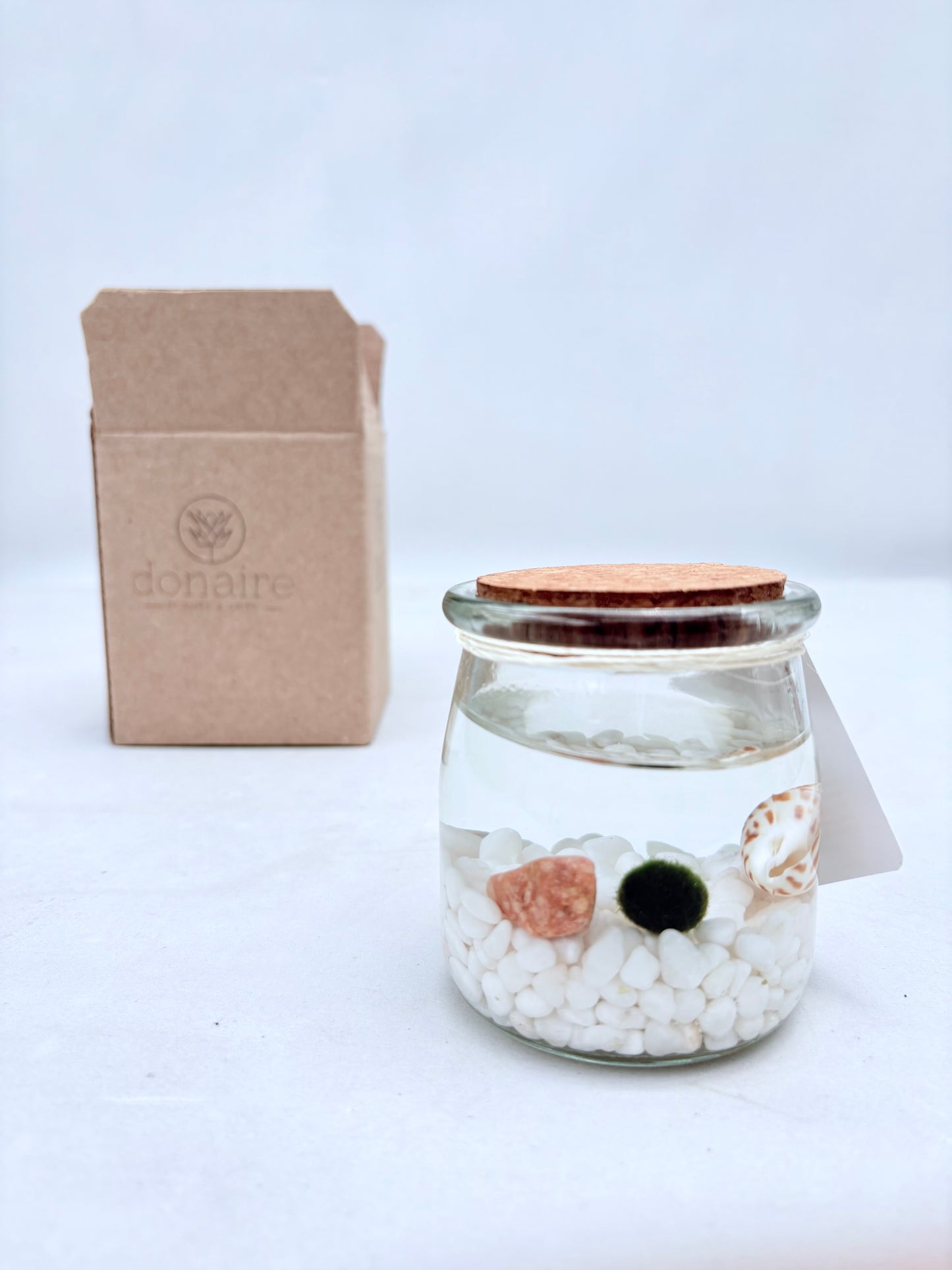 Marimo "Moss Ball" Mediano