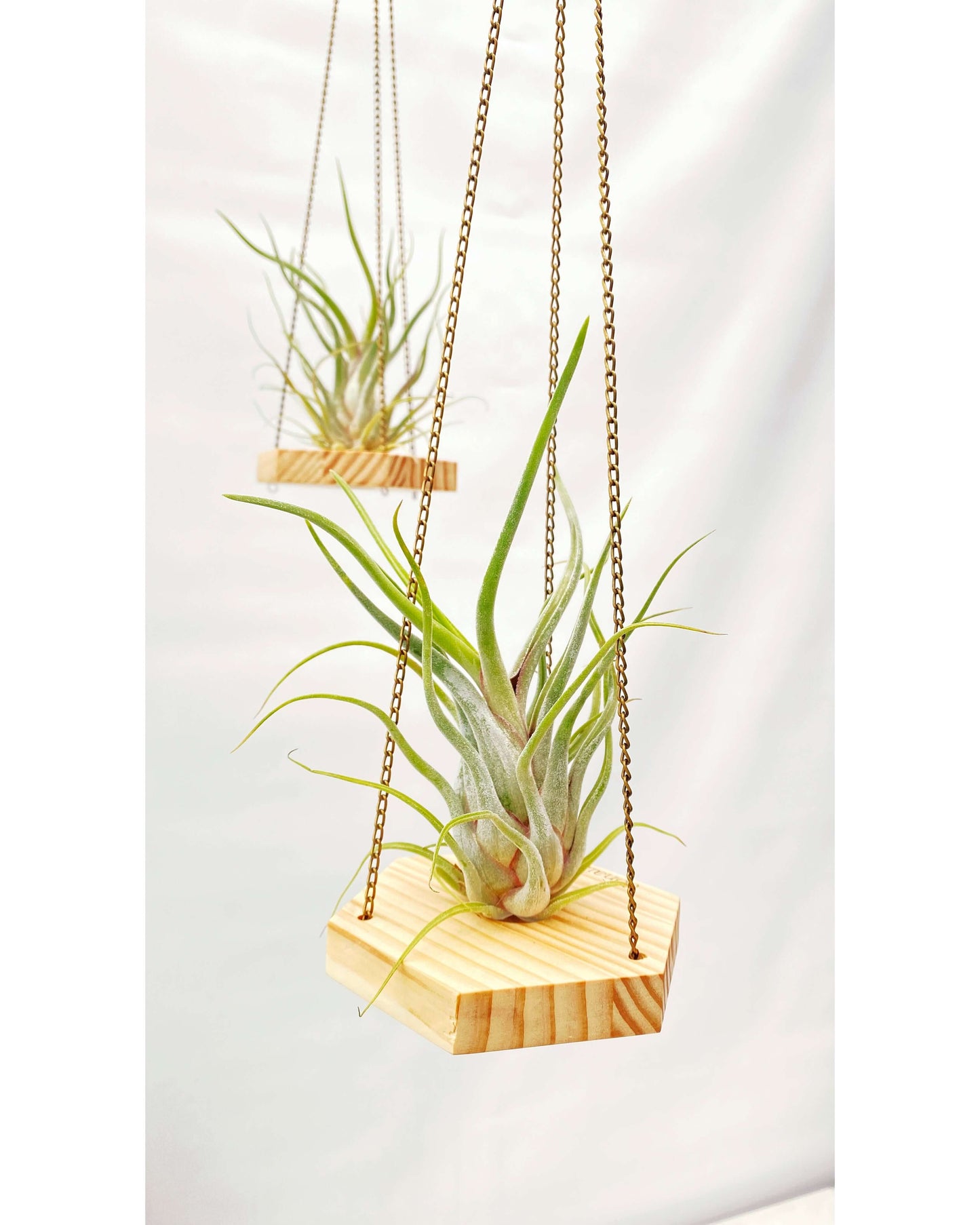 T. caput medusae+ Hexágono Colgante - DONAIRE