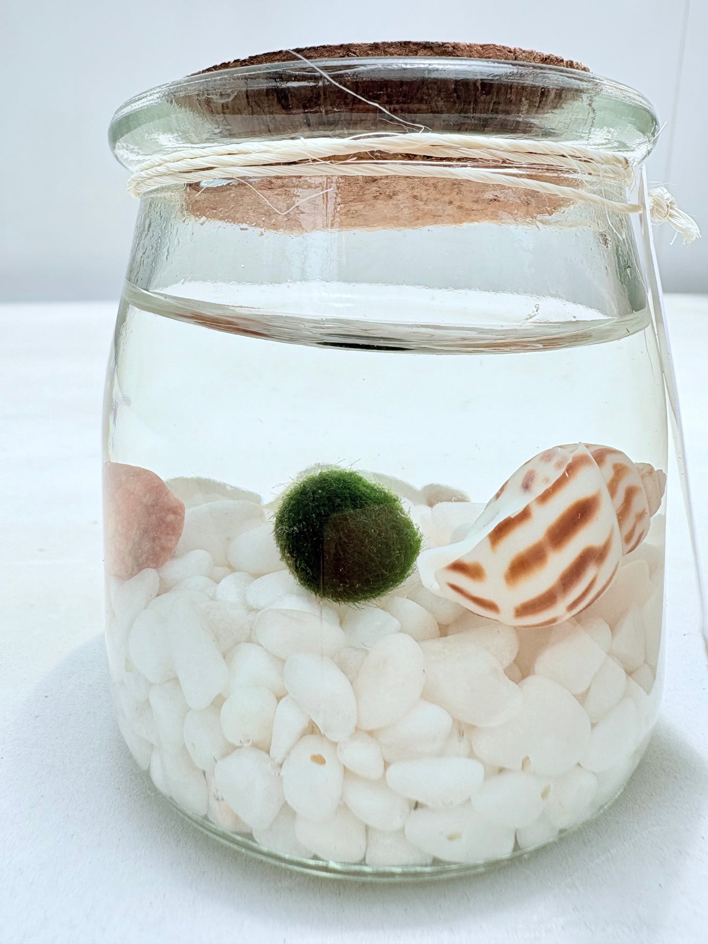 Marimo "Moss Ball" Mediano