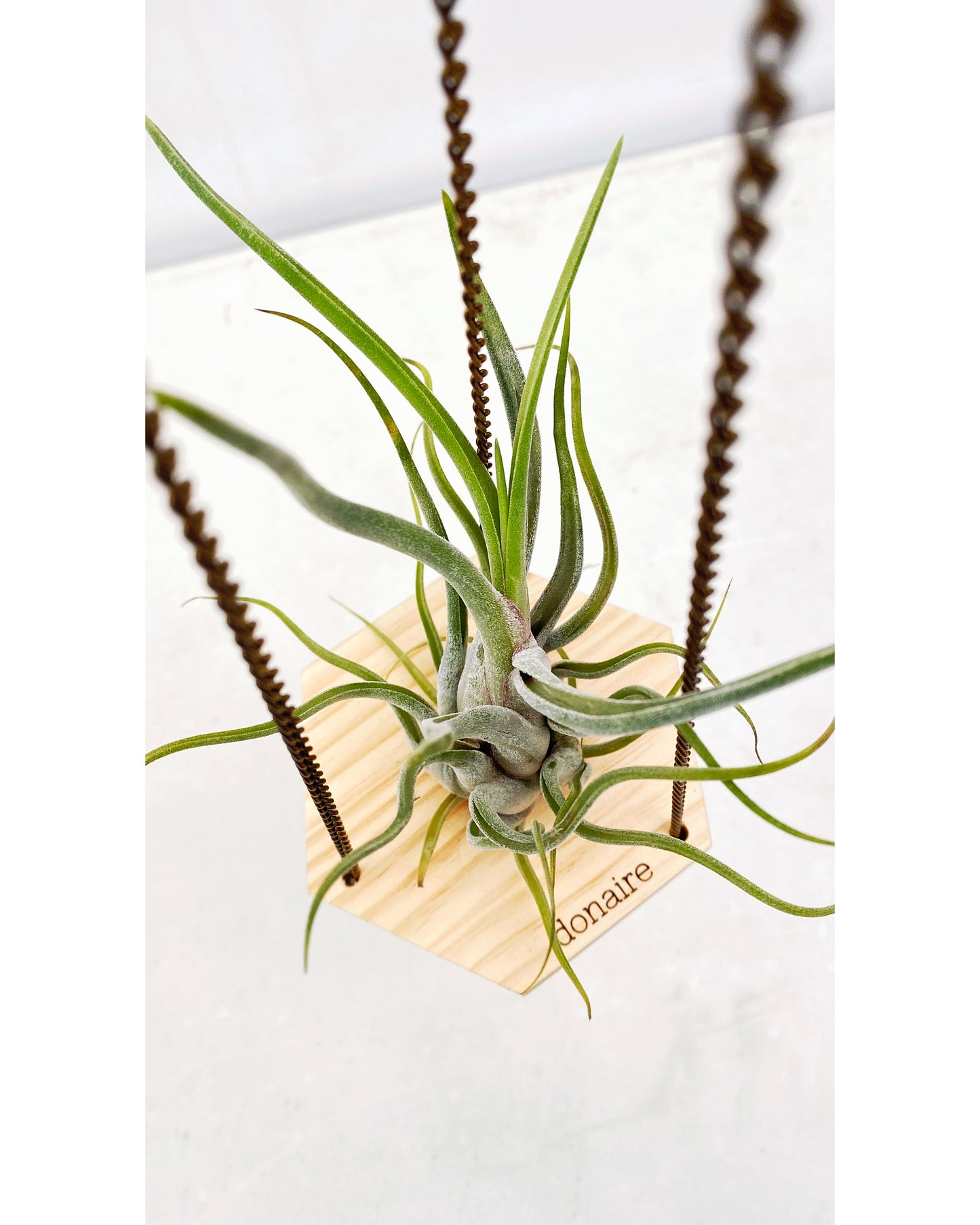 T. caput medusae+ Hexágono Colgante