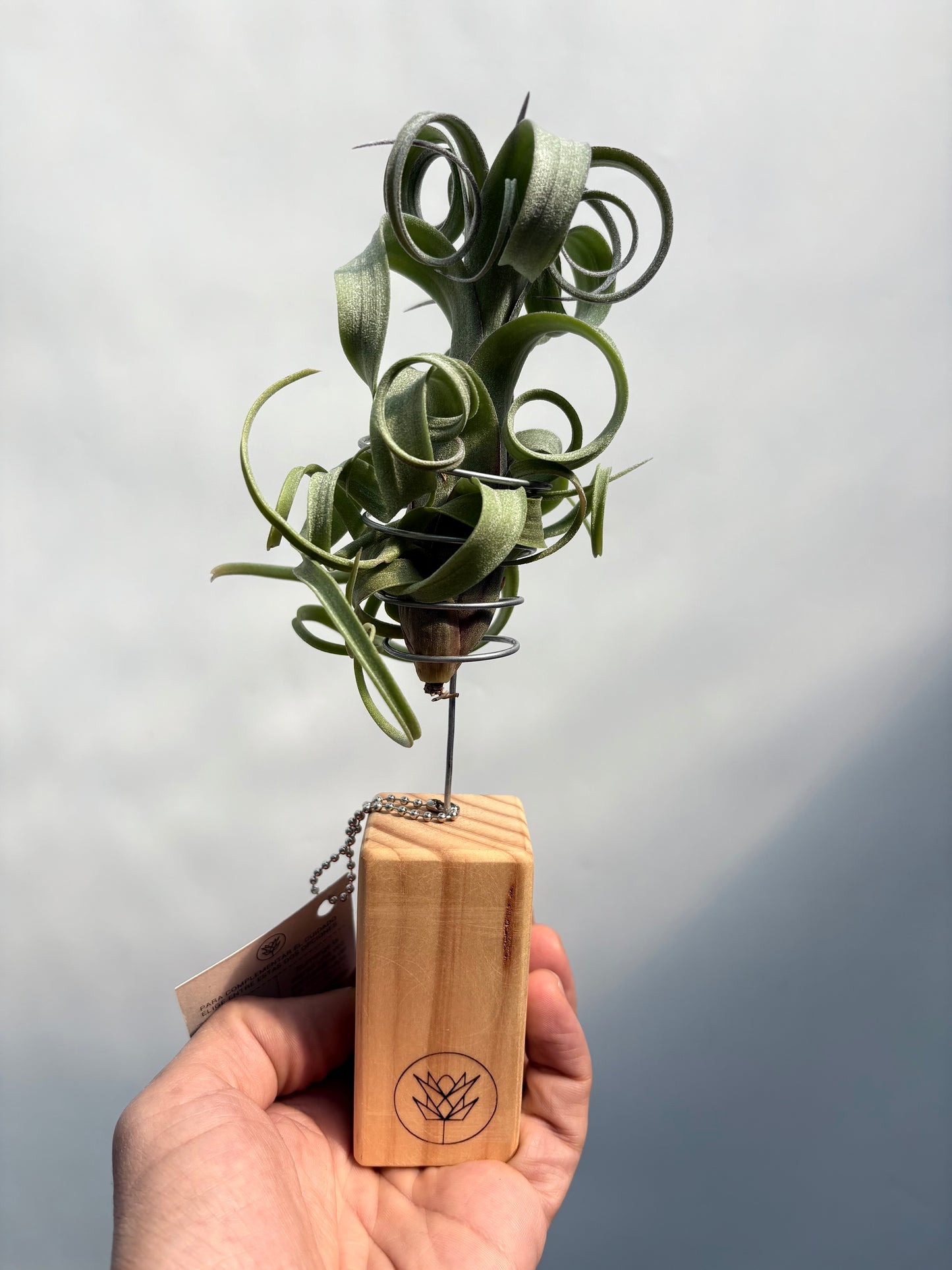 T. curly slim + Mini Pedestal