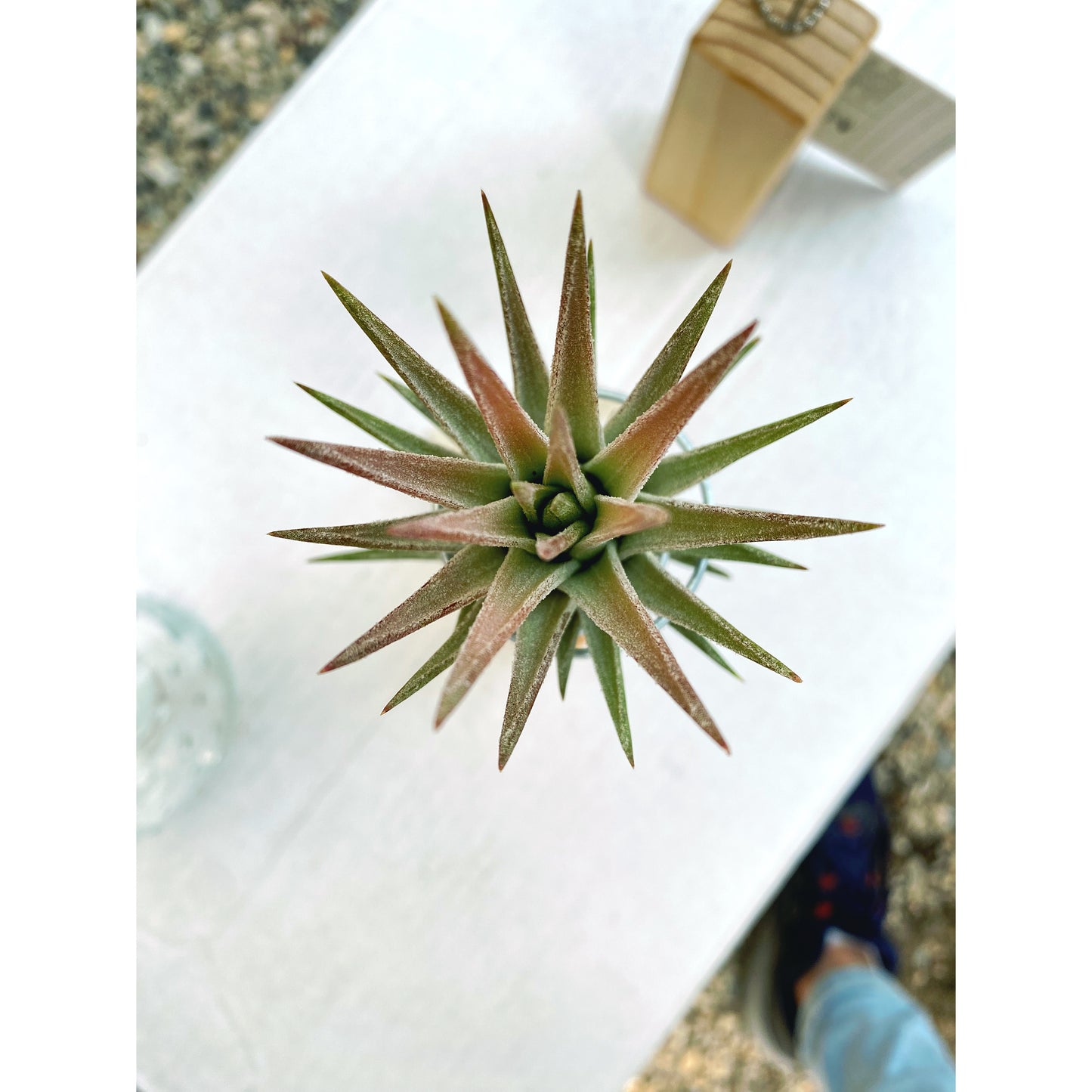 T. ionantha var. van-hyningii + Mini Pedestal