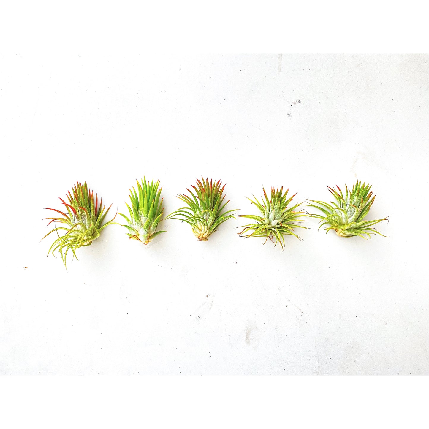 Tillandsia ionantha