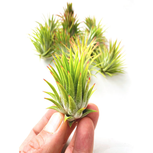 Tillandsia ionantha - DONAIRE