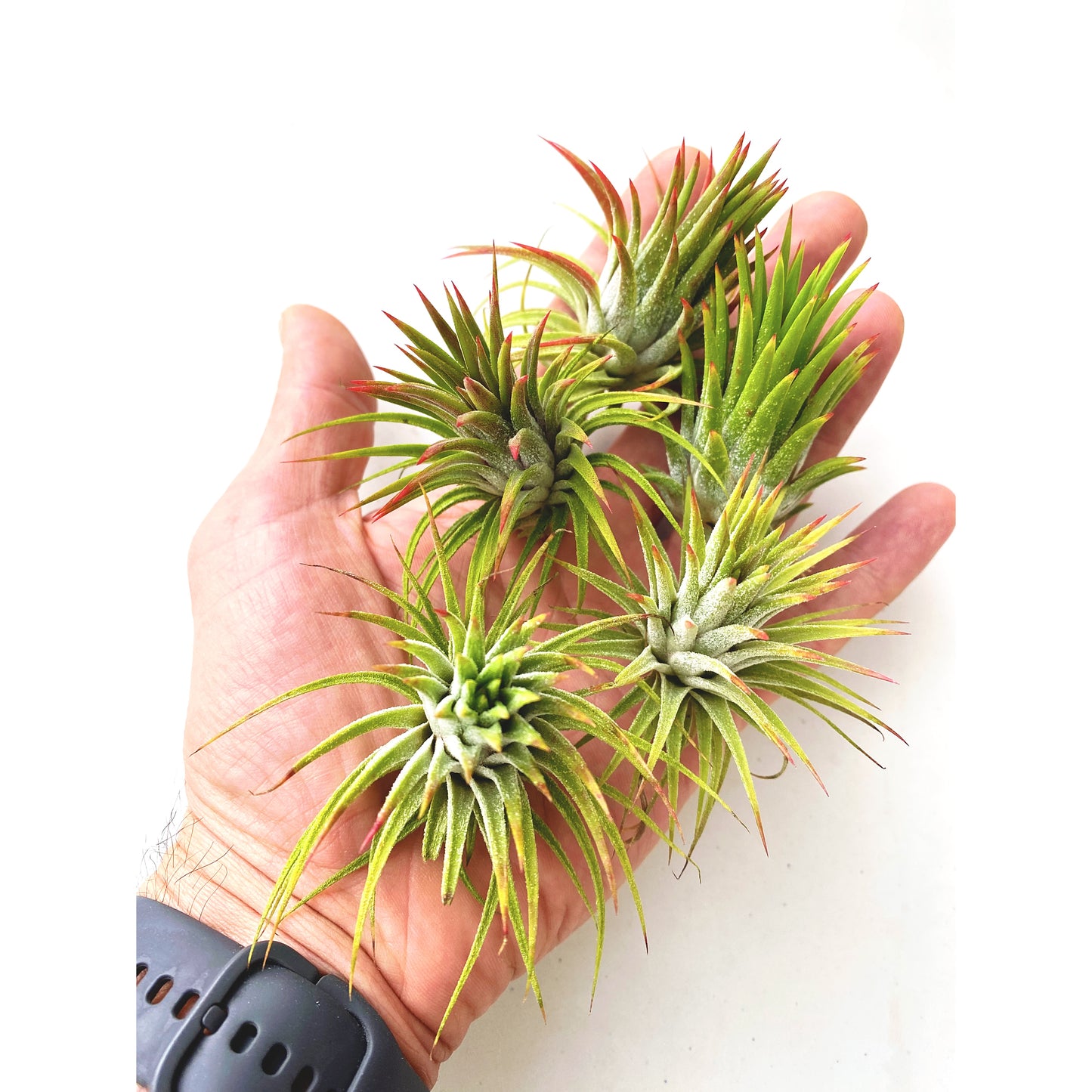 Tillandsia ionantha