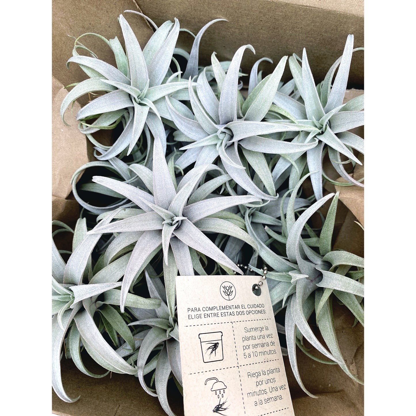 Tillandsia capitata “Yellow Star”