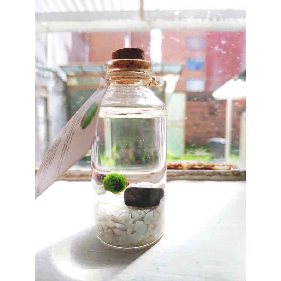 Marimo "Moss Ball" Mini