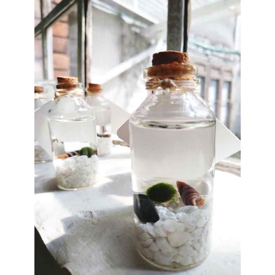 Marimo "Moss Ball" Mini - DONAIRE