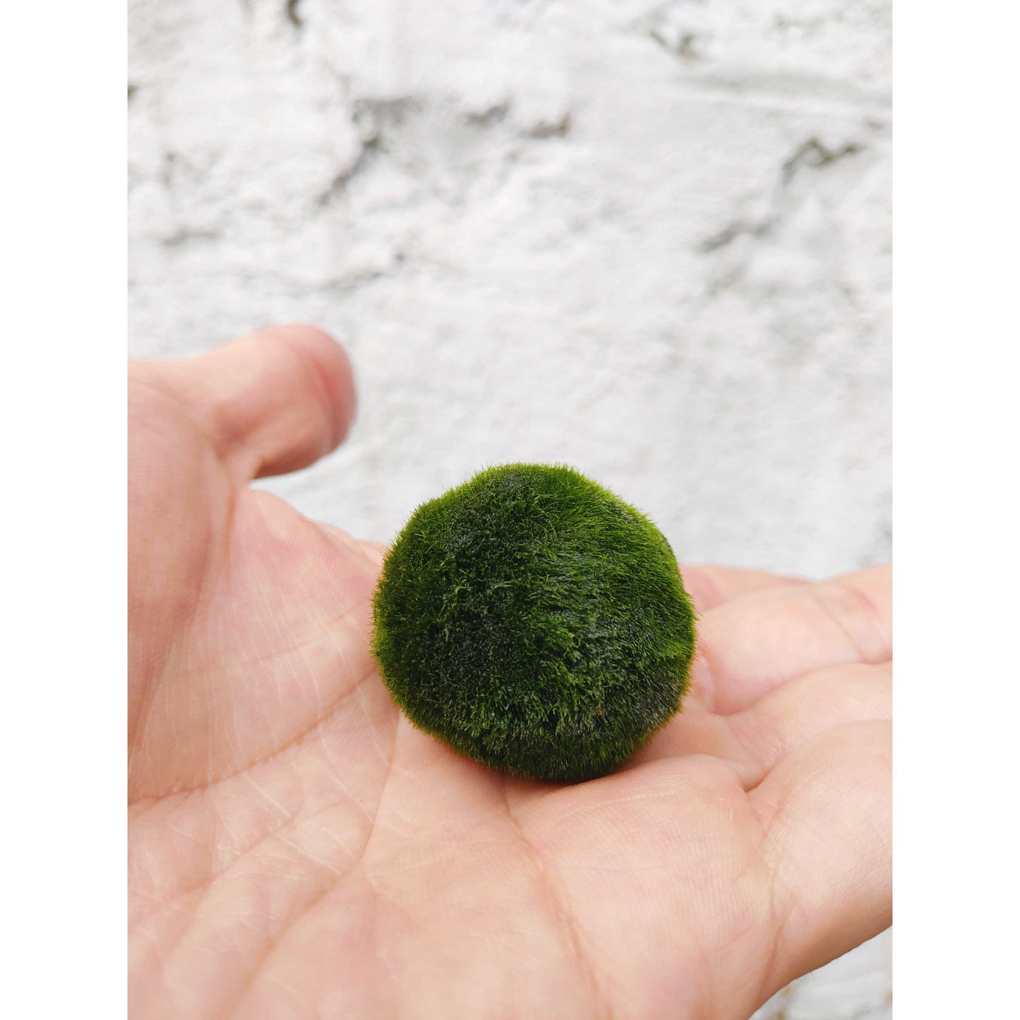 Marimo "Moss Ball" Gigante - DONAIRE