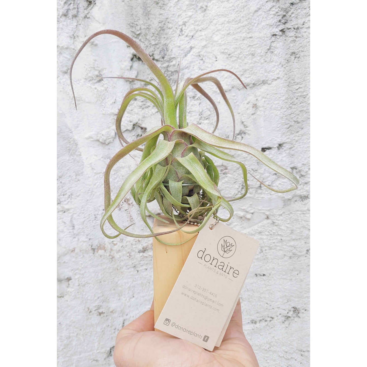 T. streptophylla + Pedestal Mediano
