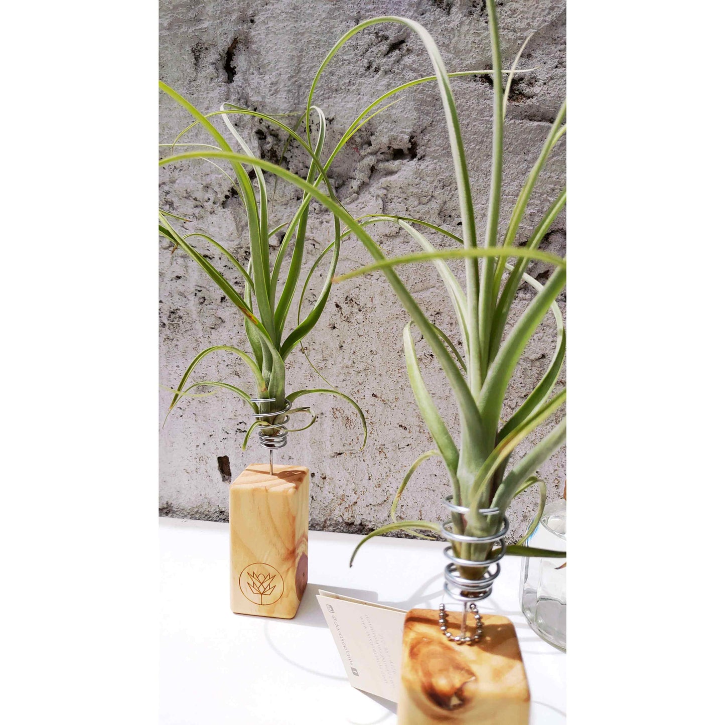 T. balbisiana + Mini Pedestal