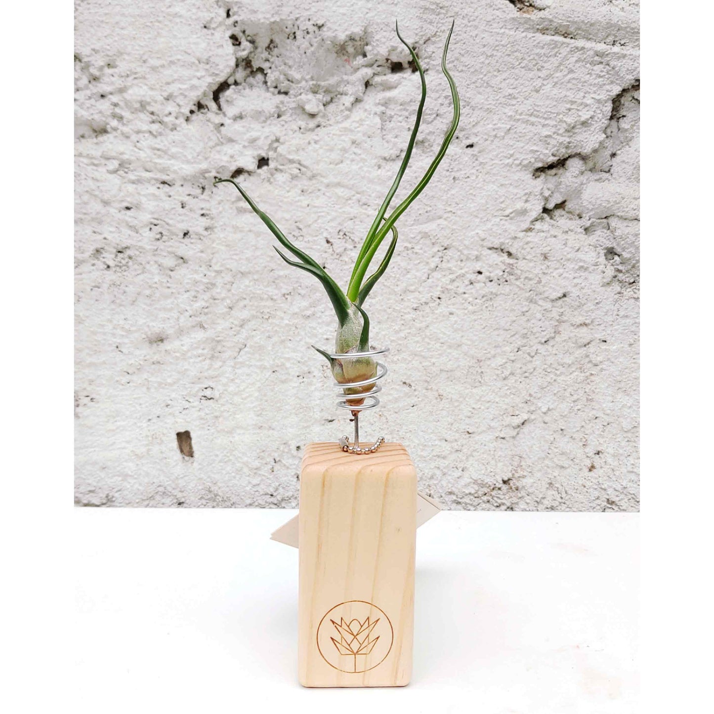 T. bulbosa + Mini Pedestal