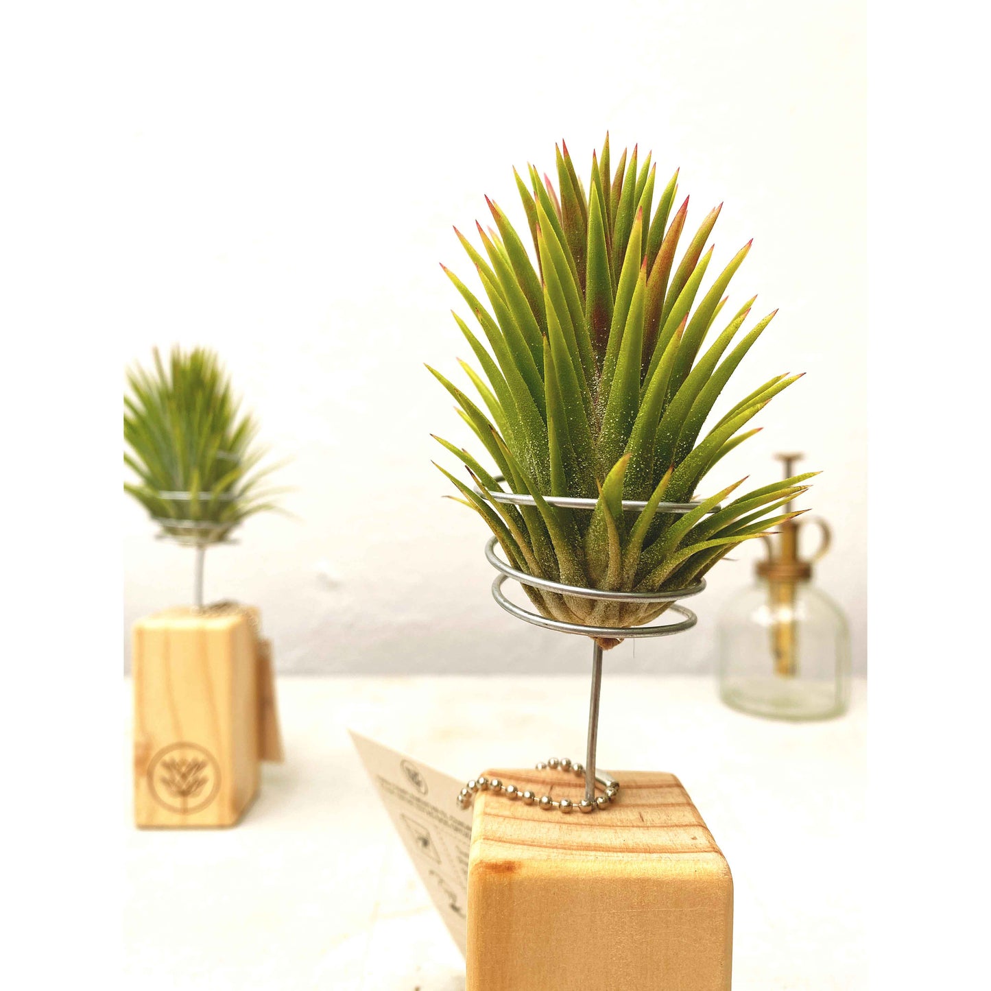 T. ionantha + Mini Pedestal