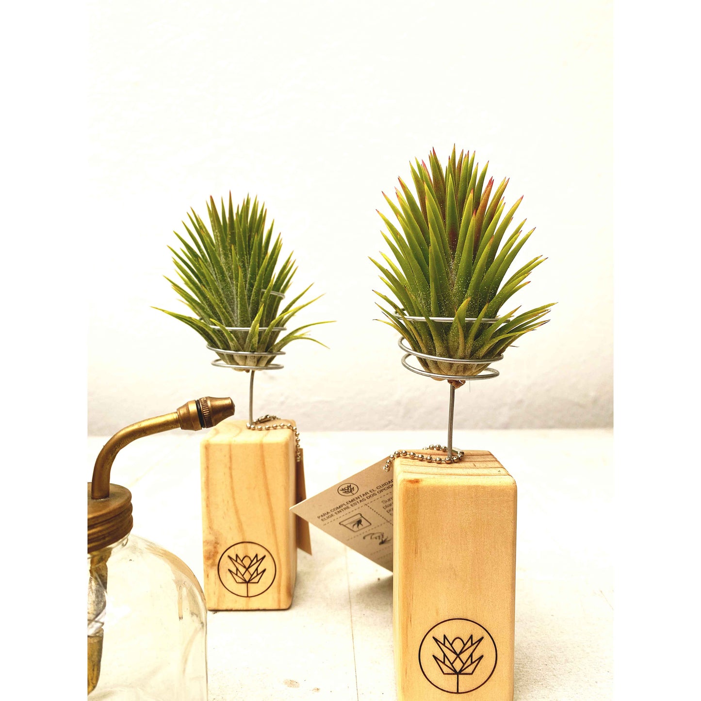 T. ionantha + Mini Pedestal