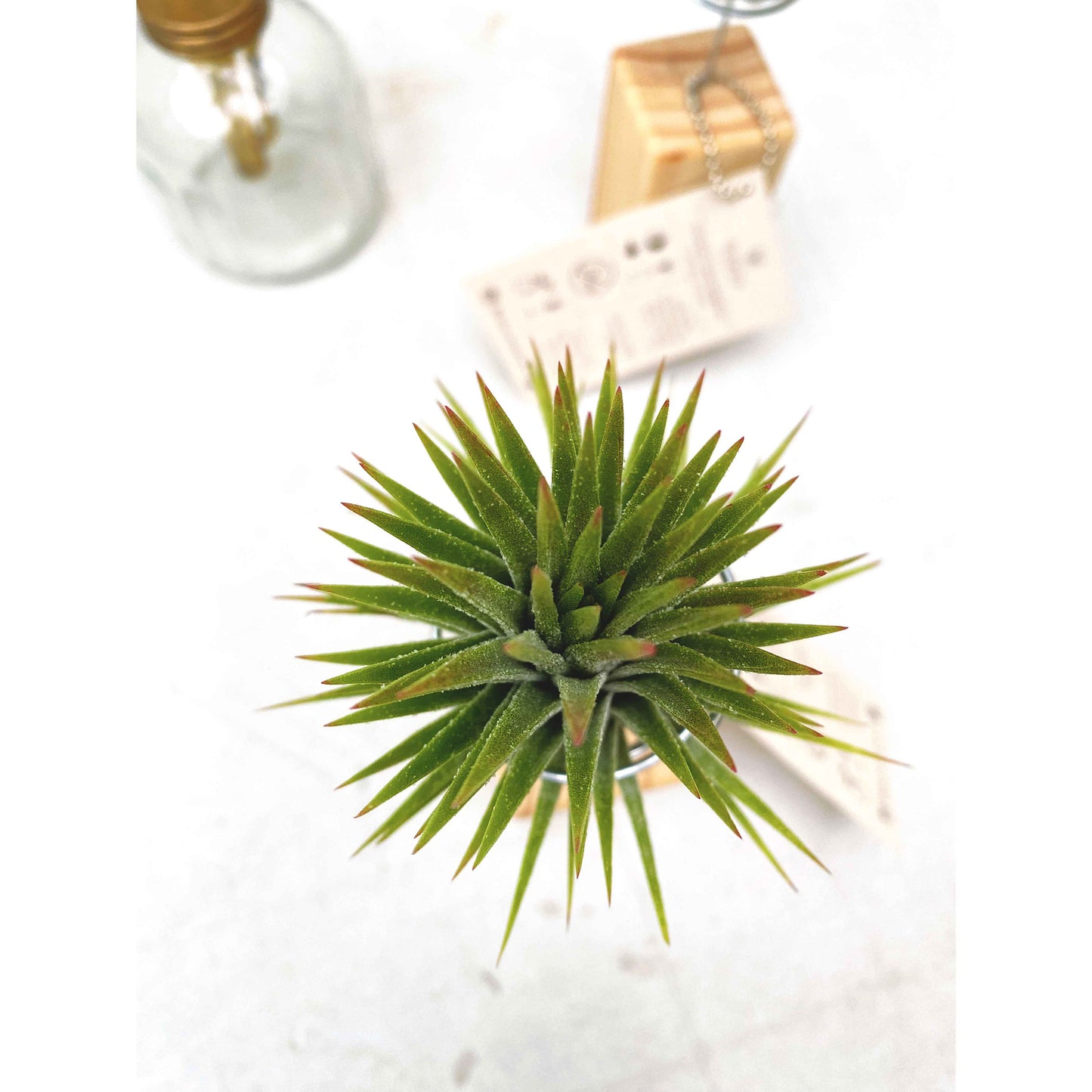 T. ionantha + Mini Pedestal