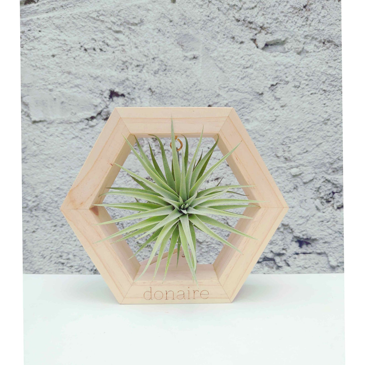 T.plagiotropica + Hexágono Pequeño