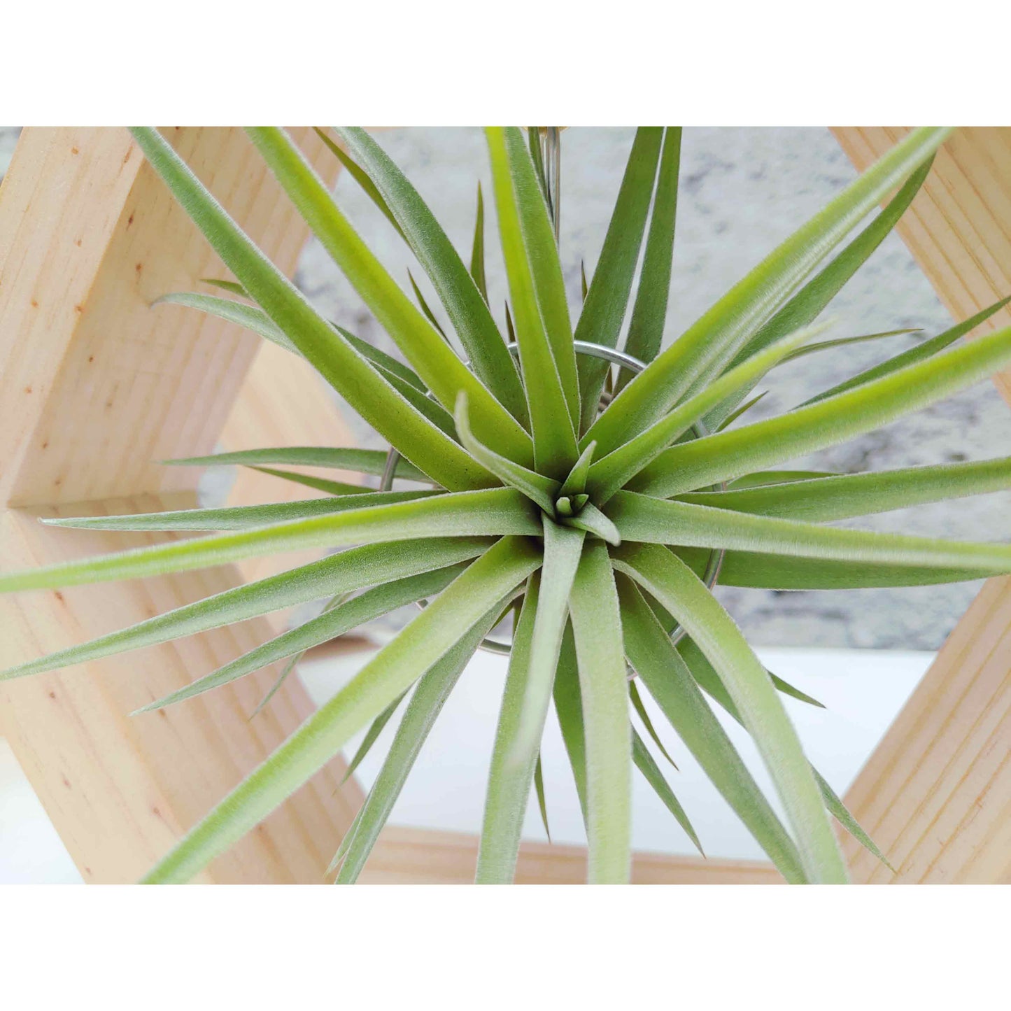 T.plagiotropica + Hexágono Pequeño