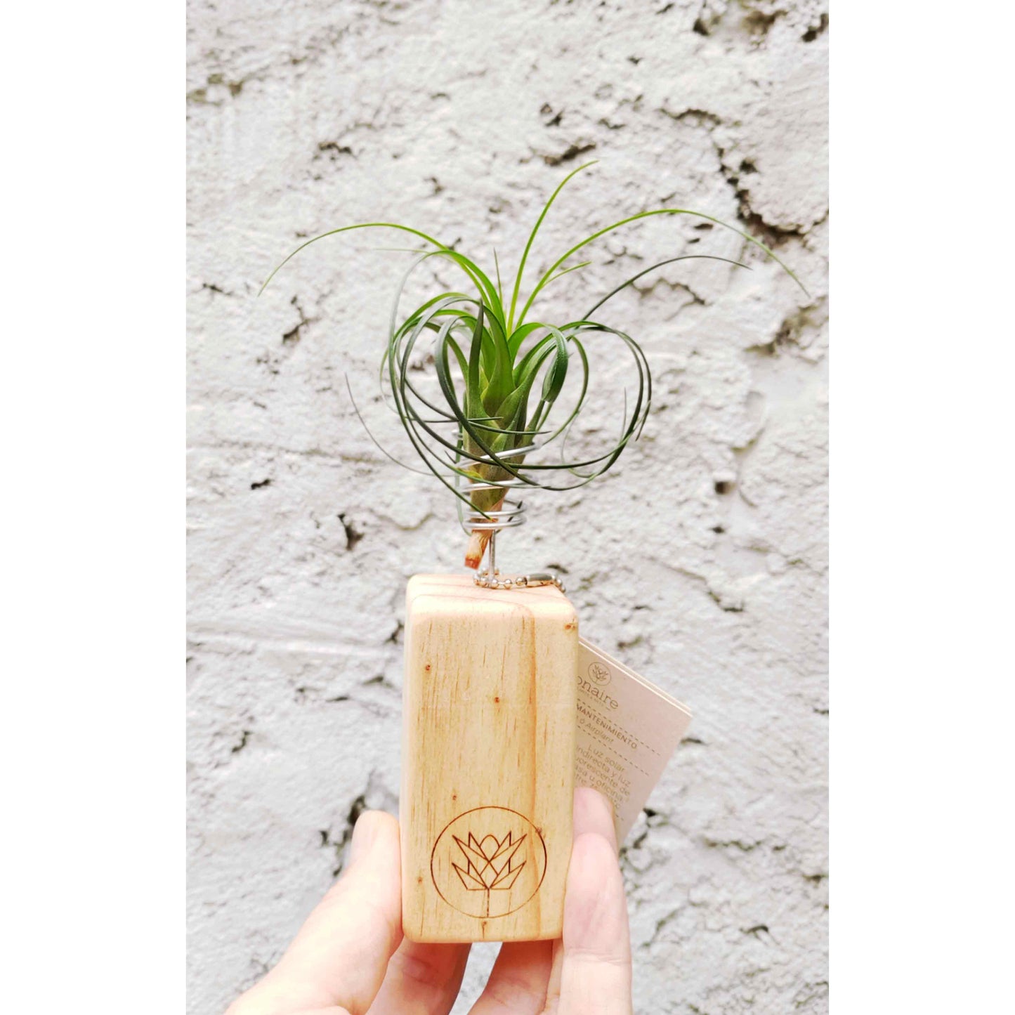 V. correia + Mini Pedestal