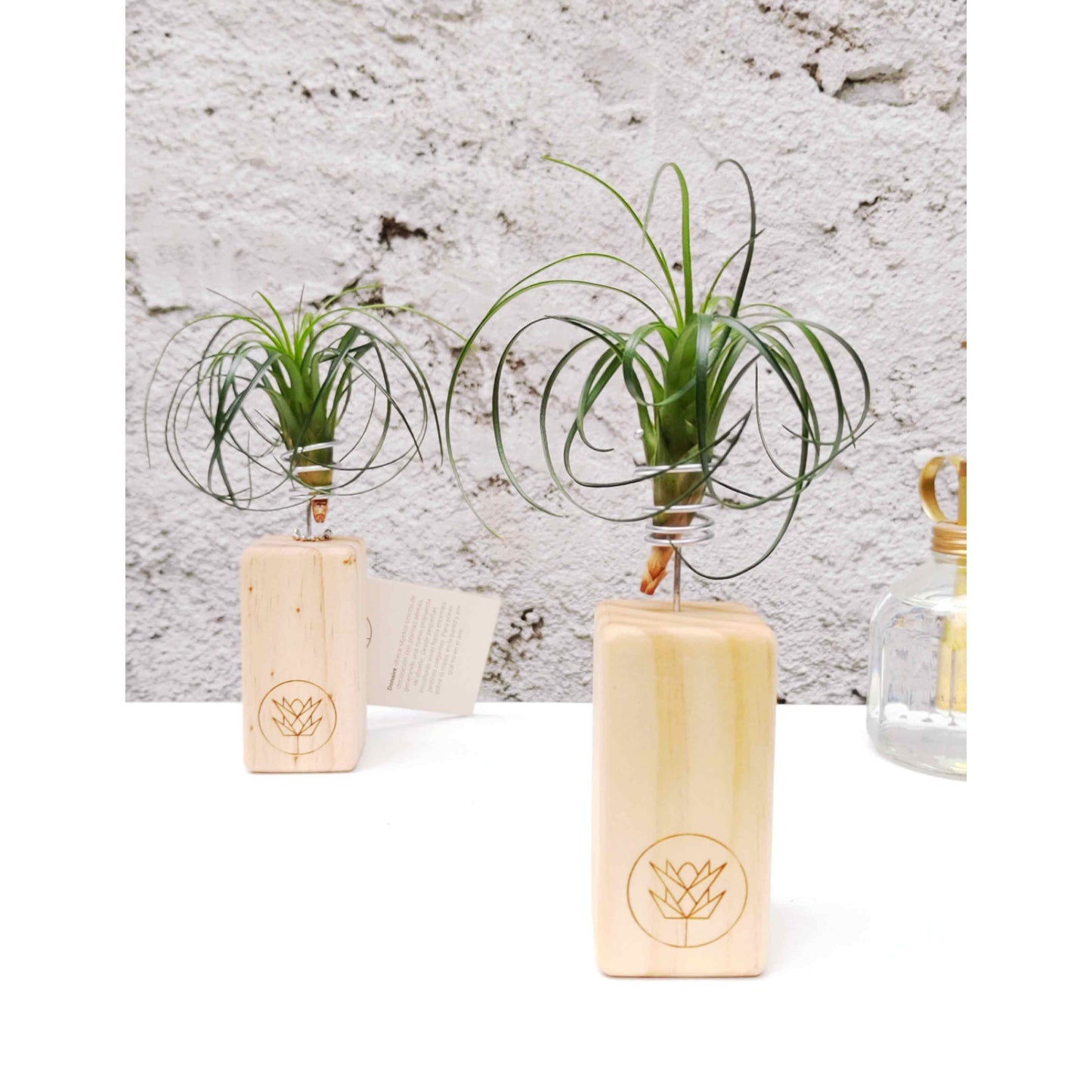 V. correia + Mini Pedestal