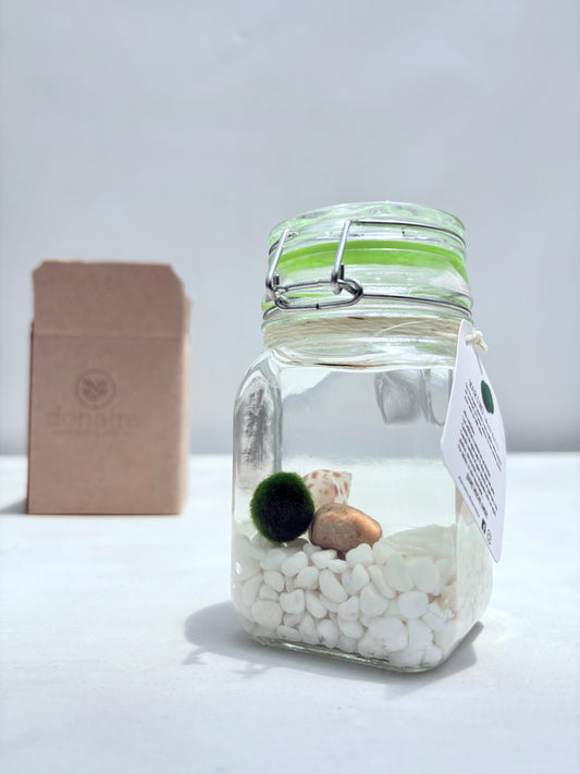 Marimo "Moss Ball" Grande