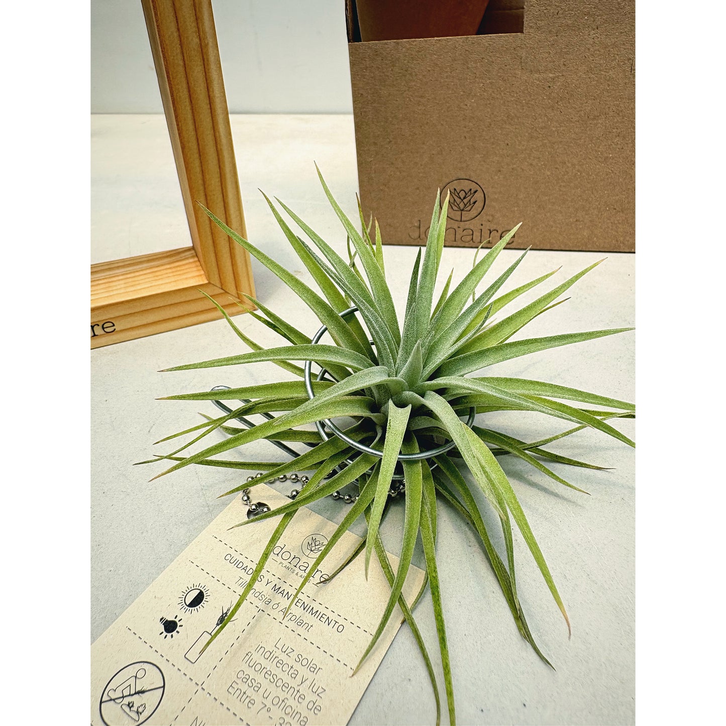 T.plagiotropica + Cuadrado Pequeño