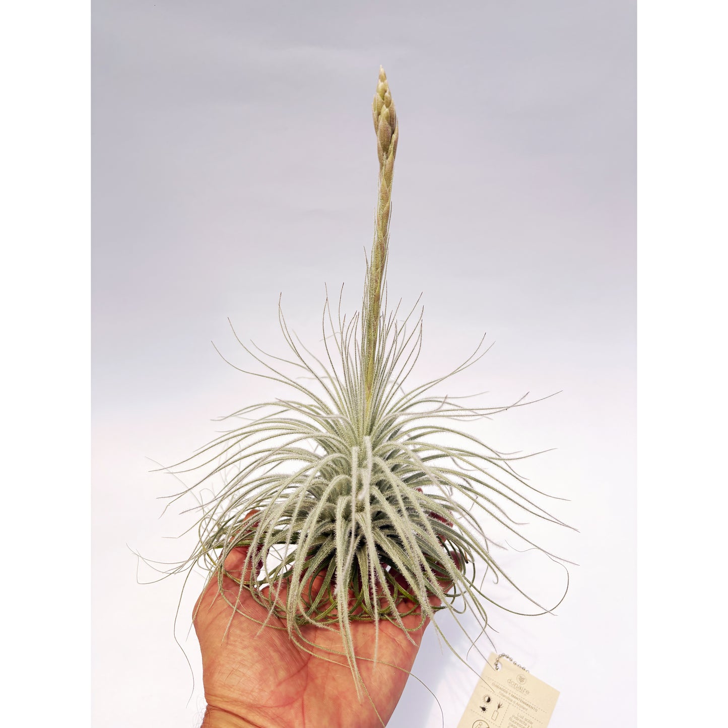 Tillandsia tectorum