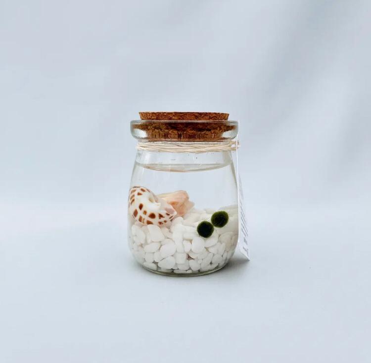 Marimo "Moss Ball" Pequeño Doble
