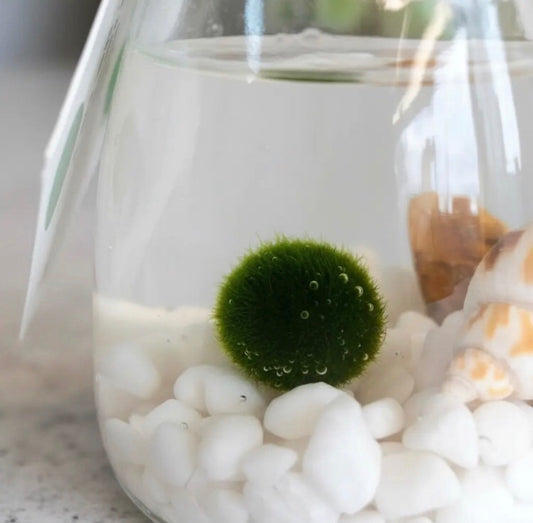 Marimo "Moss Ball" Pequeño