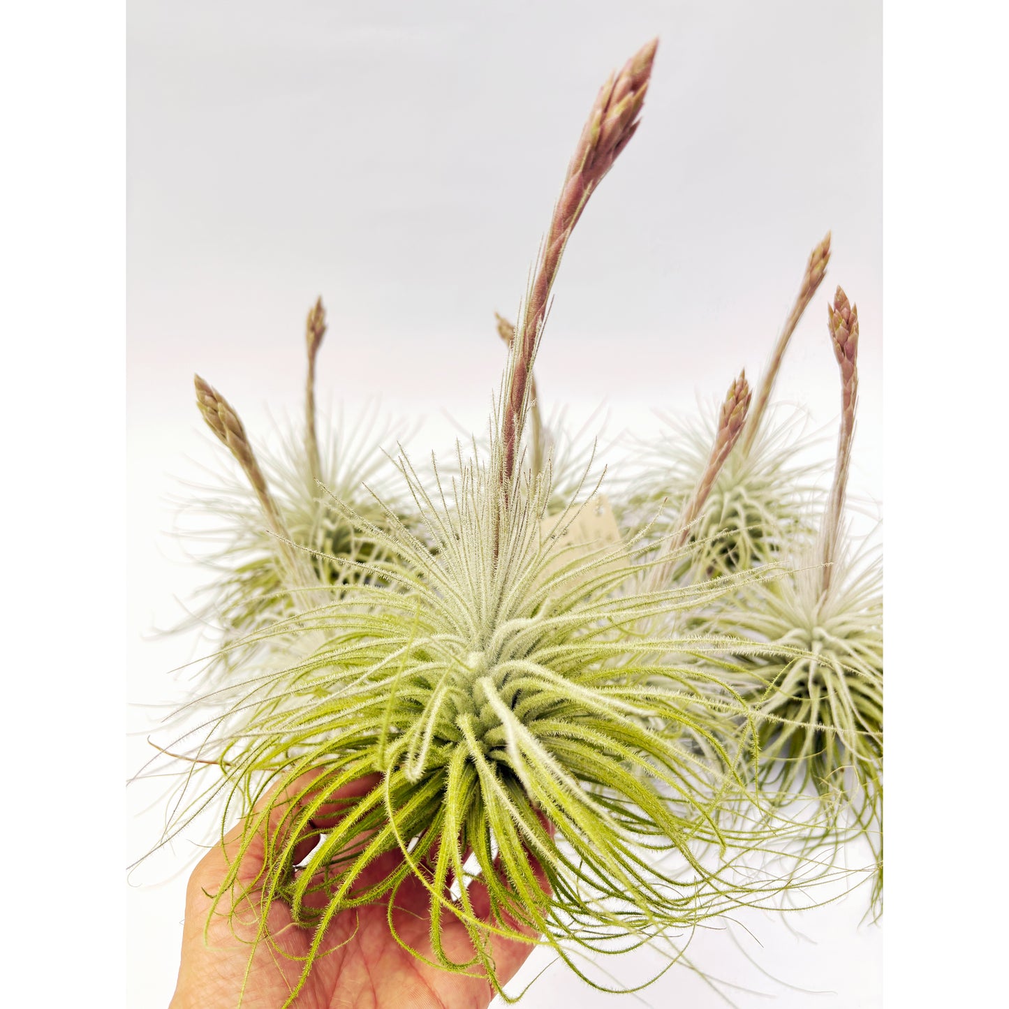 Tillandsia tectorum