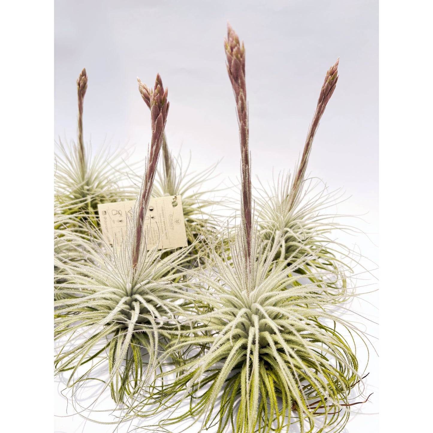 Tillandsia tectorum